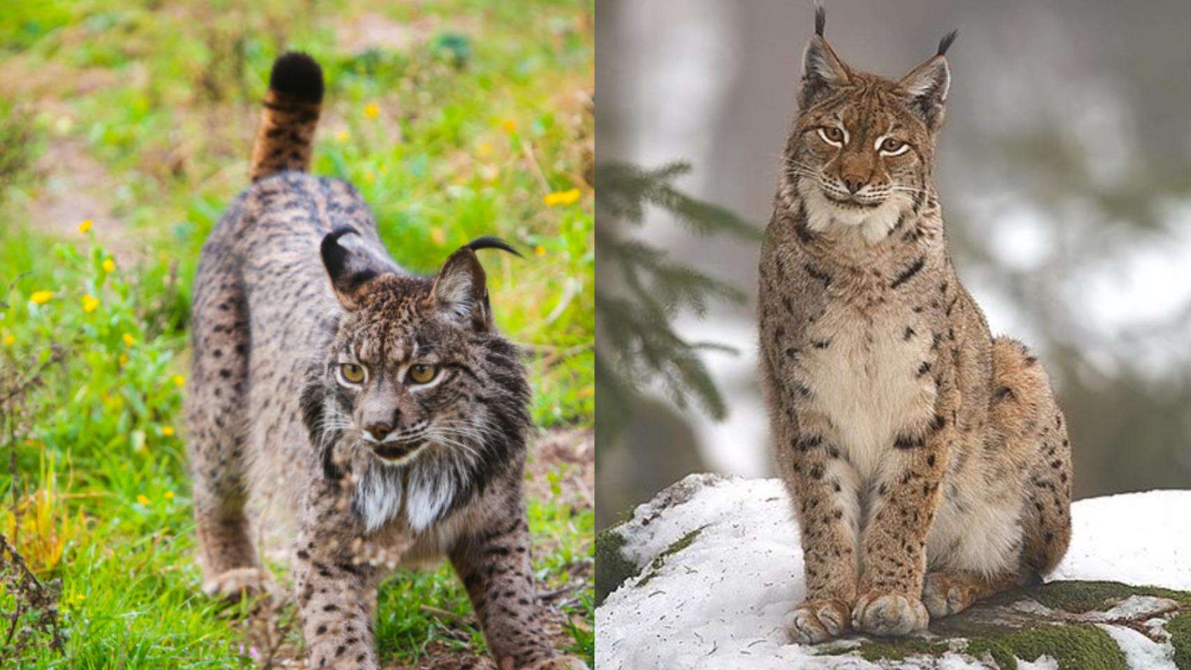 El lince ibérico se cruzó durante milenios con el europeo de forma natural: 