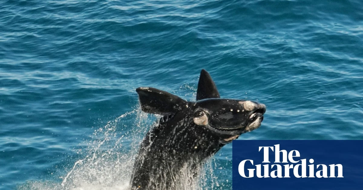 Bumper whale calving season a ‘sign of hope’ for South Australia’s oceans