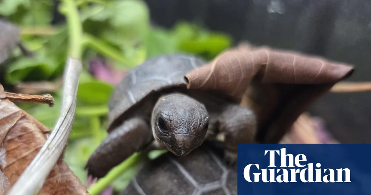 Baby giant tortoises thrive in Seychelles after first successful artificial incubation