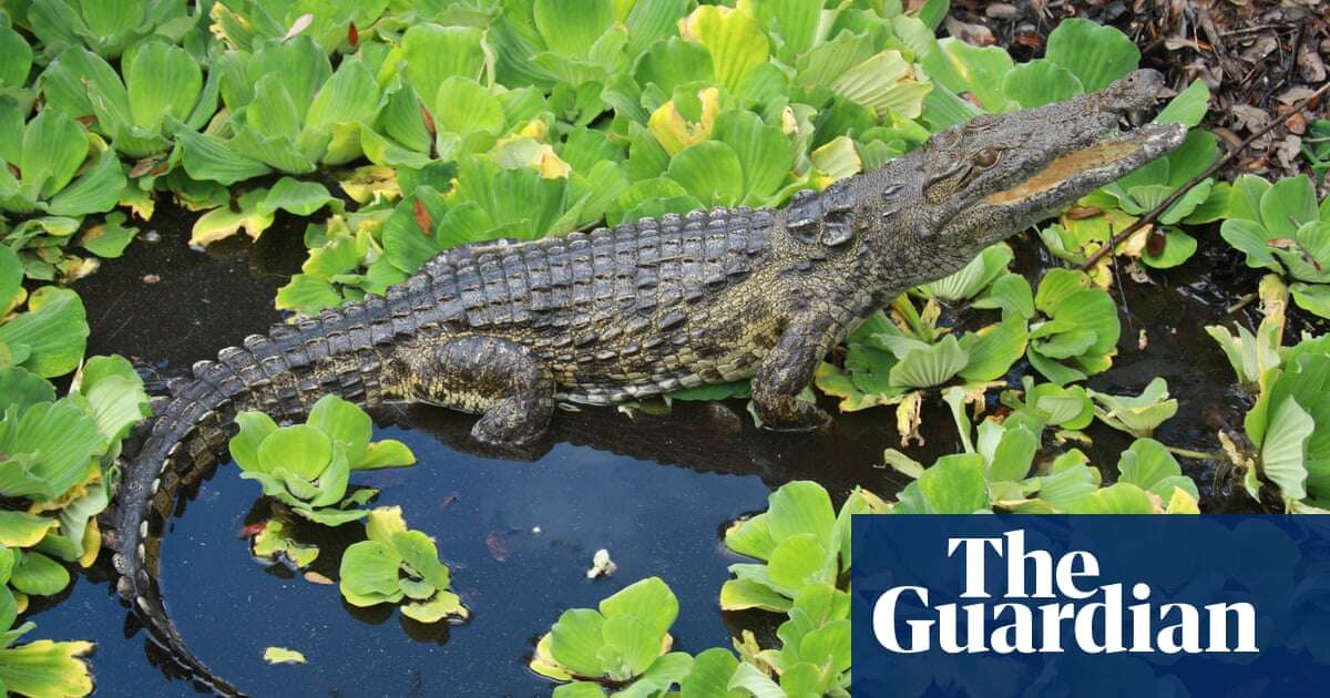 The secret lives of Florida’s crocodiles: study reveals long-distance commutes