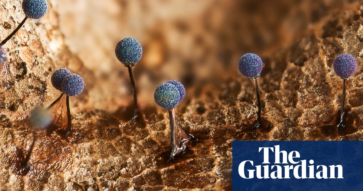 Royal Society Publishing photography competition 2023 – in pictures