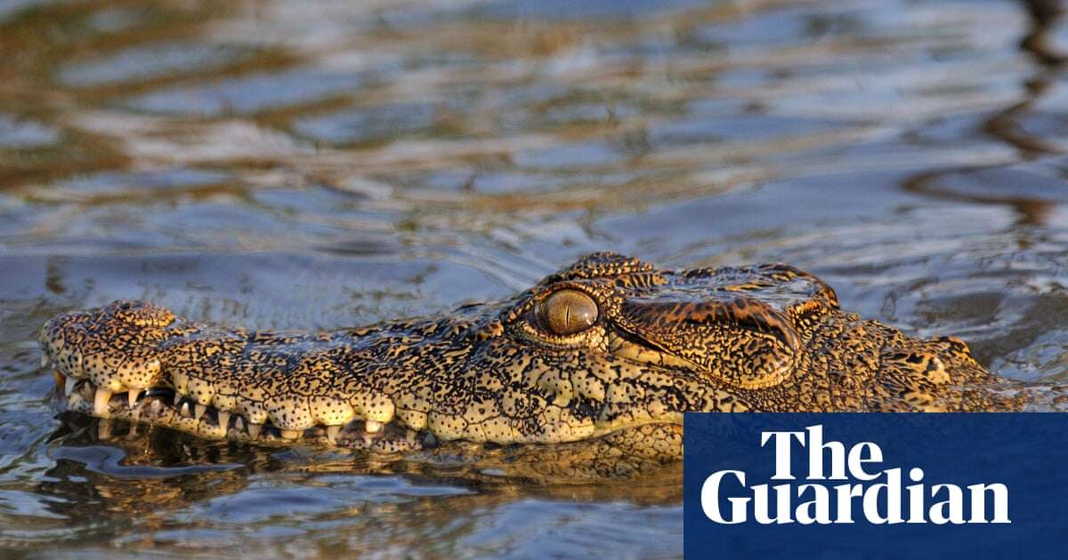 Unusual scales on crocodile heads due to skin growth rate, scientists say