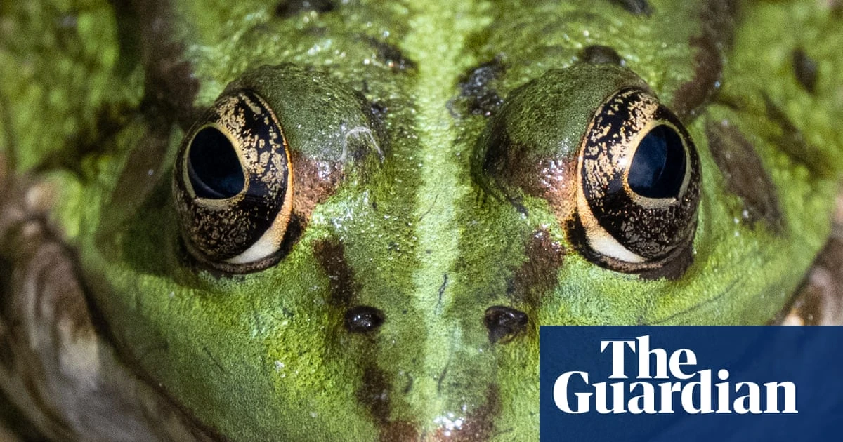 Week in wildlife: a very long stick insect and a bouncing bettong