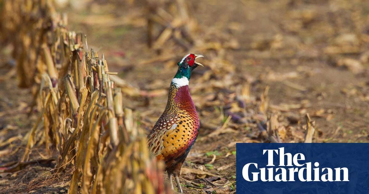 Bird flu in pheasants in England sparks concern over lax rearing rules