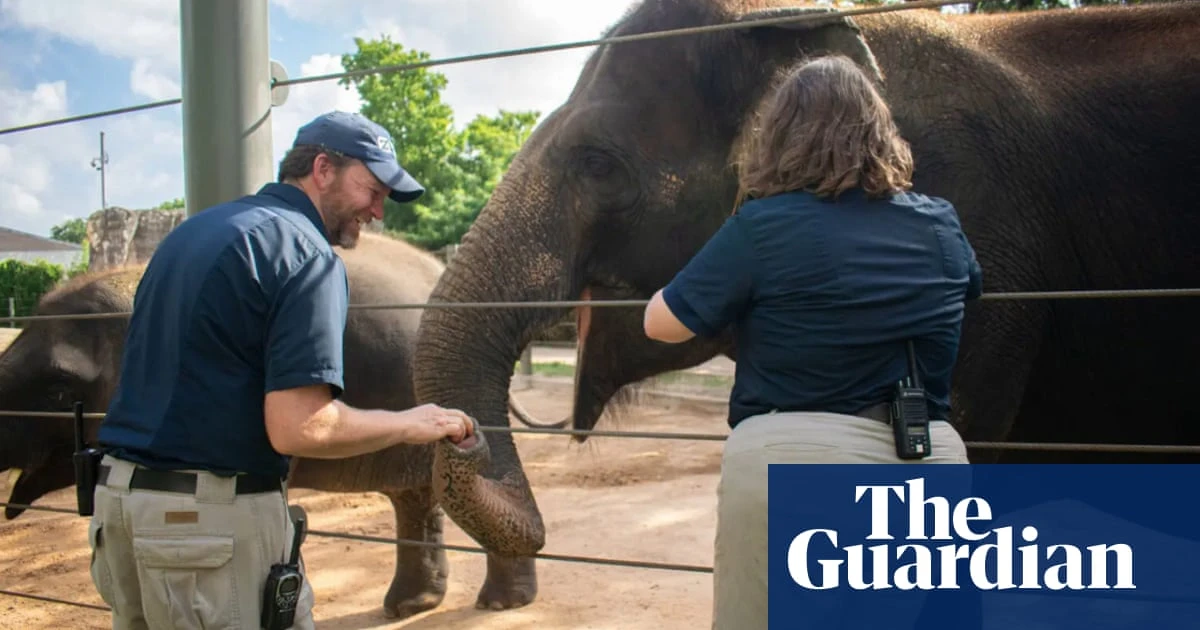 First Asian elephant vaccinated in fight against deadly herpes virus