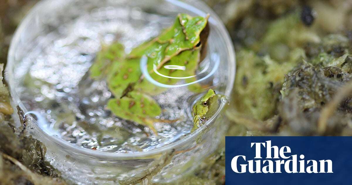 Endangered frogs born at London zoo after rescue mission in Chile