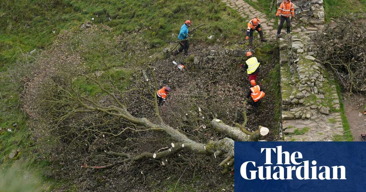 Felled Sycamore Gap tree to go on public display in Northumberland