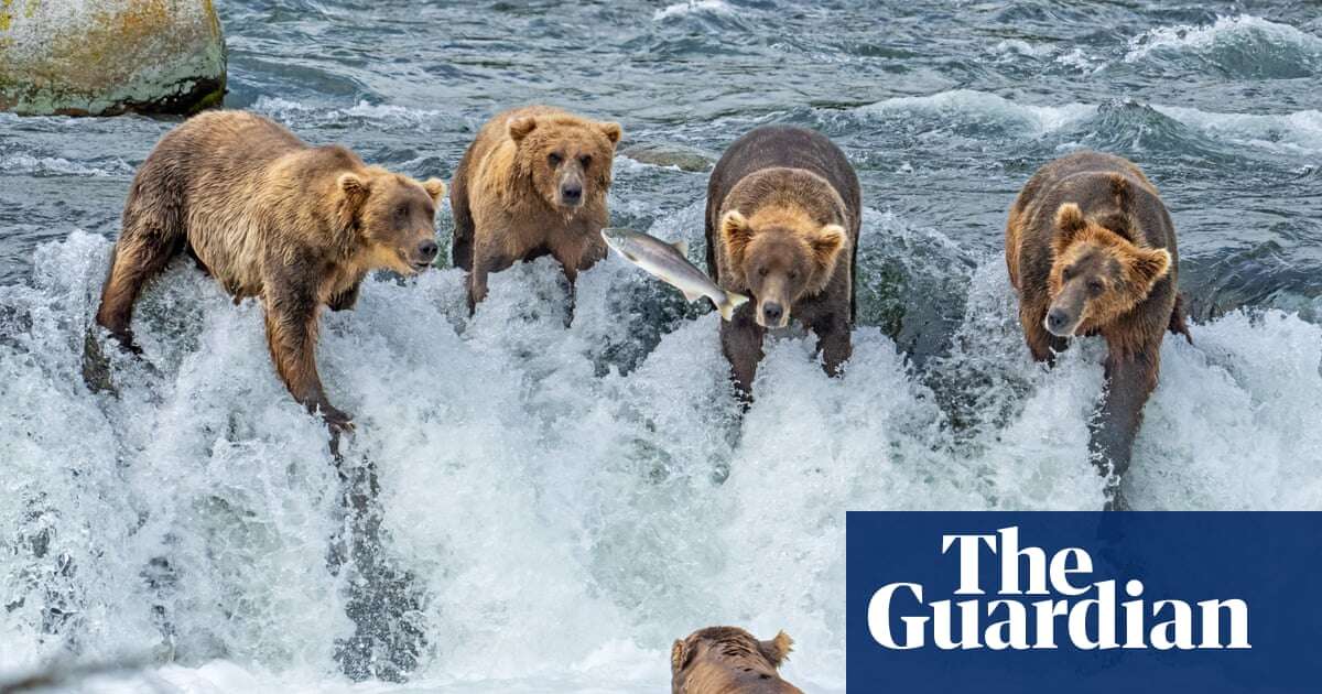 Week in wildlife – in pictures: bears’ dinner party, a Kentish wildcat kitten and racing marmots