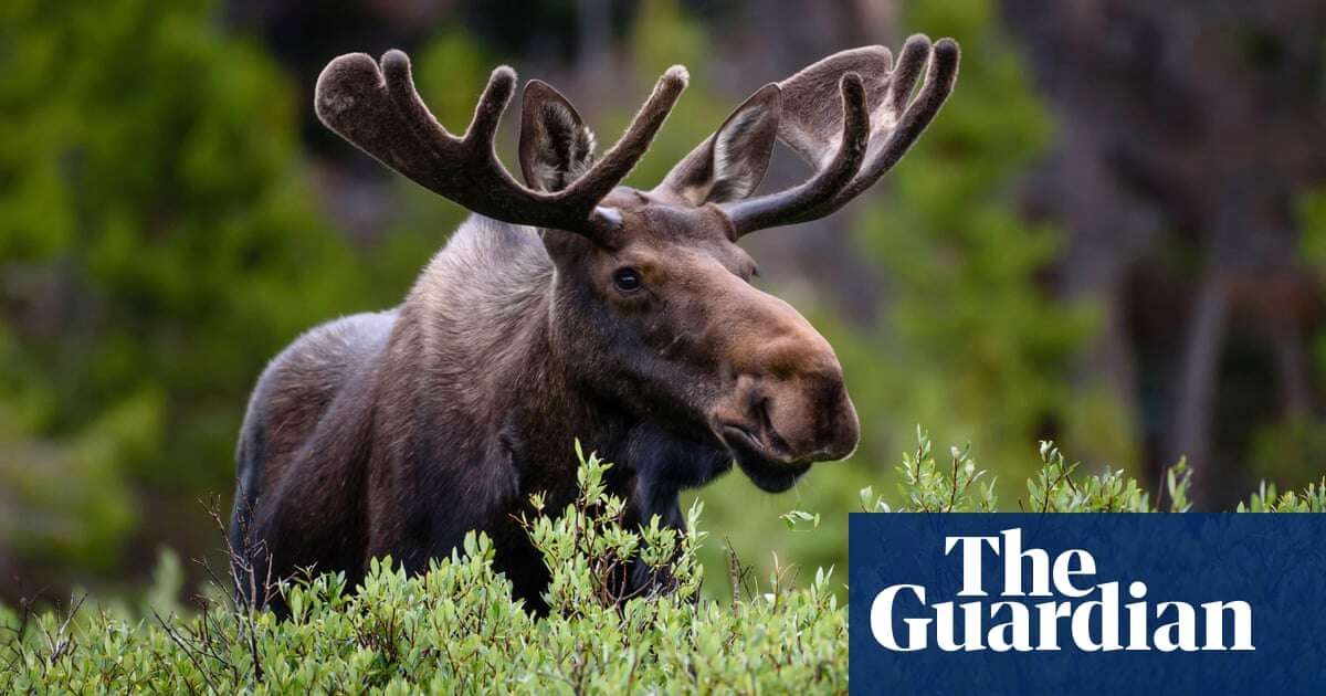 ‘No chain stores, but moose on every corner’: as Colorado herds thrive, clashes with people rise