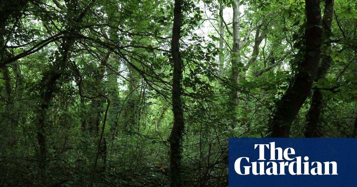 ‘All the birdsong in the world in one sound’: England’s nightingale haven at risk from planning bill