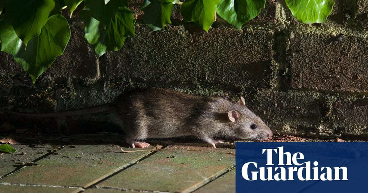 From rat-spotting to a stroll on the M25: readers’ weirdest dates