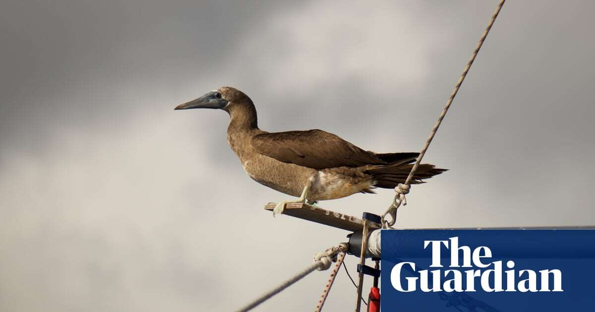 More intense, frequent tropical cyclones may devastate seabird colonies – study