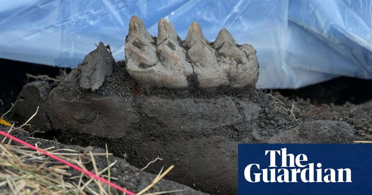 New York state resident finds complete mastodon jaw beneath lawn