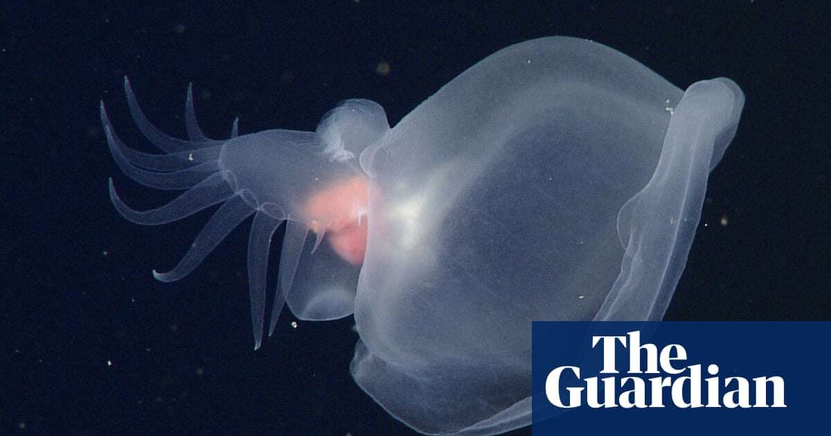 Marine biologists discover new sea slug species off Pacific coast