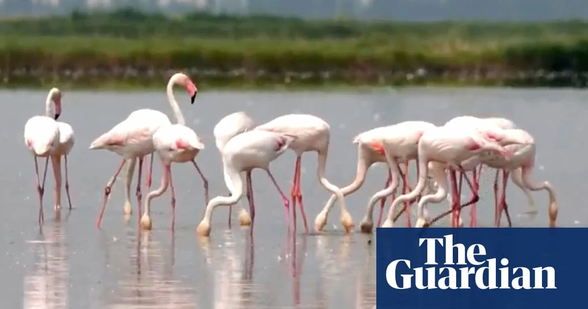 Risotto rice under threat from flamingoes in north-eastern Italy