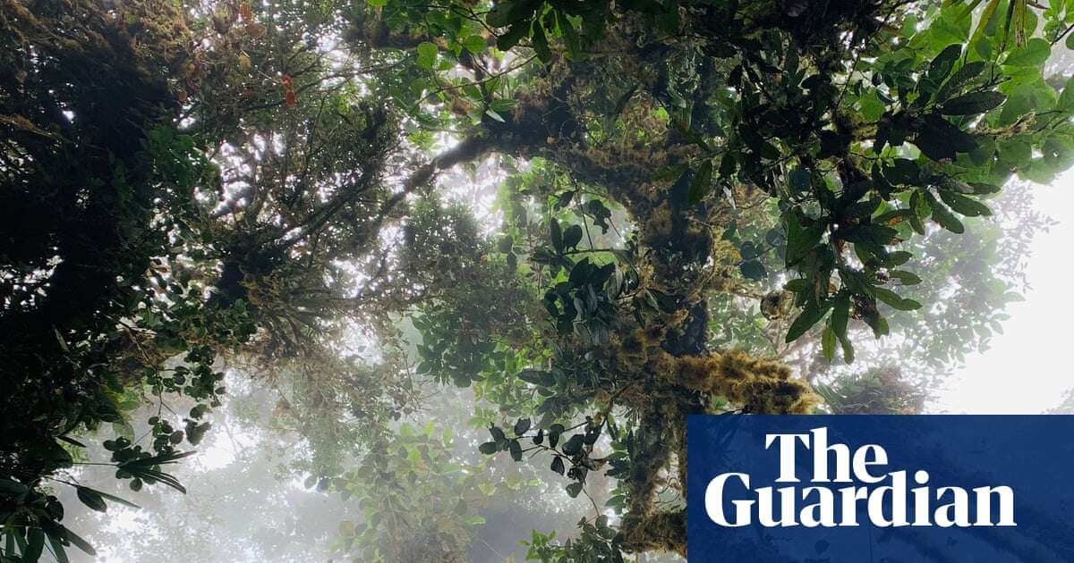 Legal bid for Ecuador forest to be recognised as song co-creator