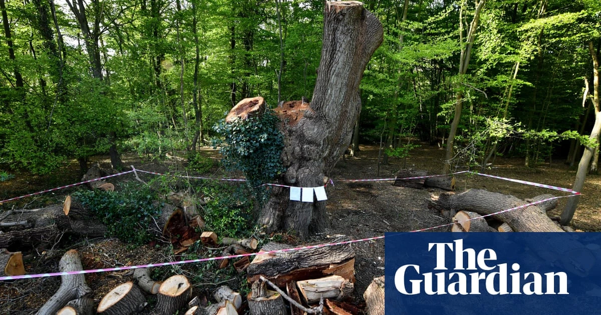 UK government report calls for taskforce to save England’s historic trees