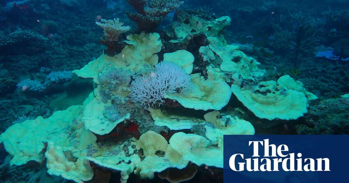 Fifth mass coral bleaching event in eight years hits Great Barrier Reef, marine park authority confirms