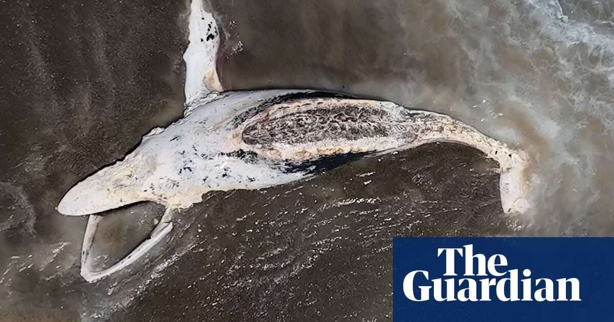 Coordinated effort needed to stop whales getting tangled in ropes and nets, scientists say – video