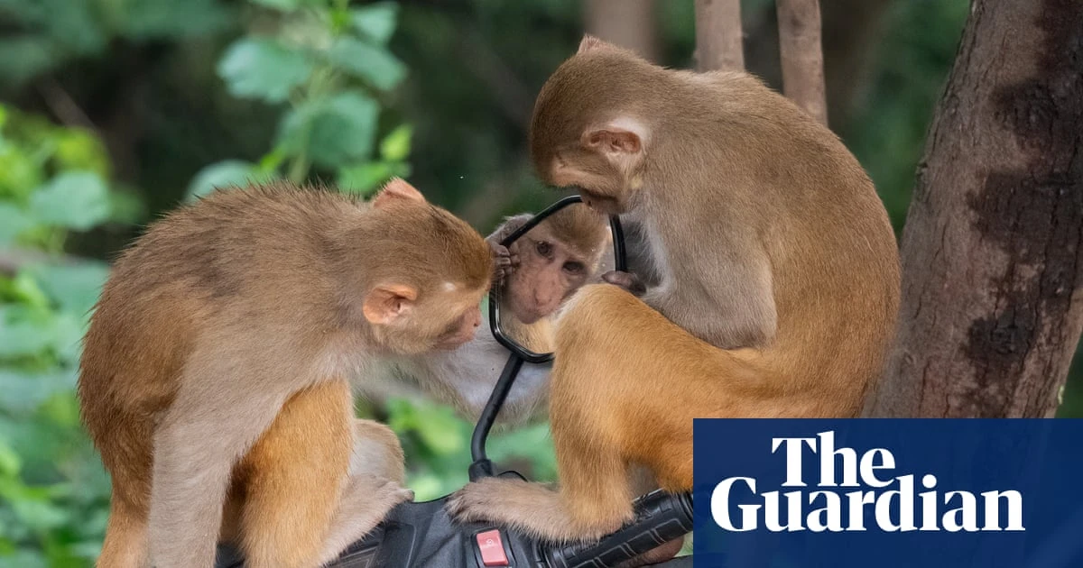 Week in wildlife in pictures: ‘vain’ monkeys, a puffling fling and Jane Goodall with an owl