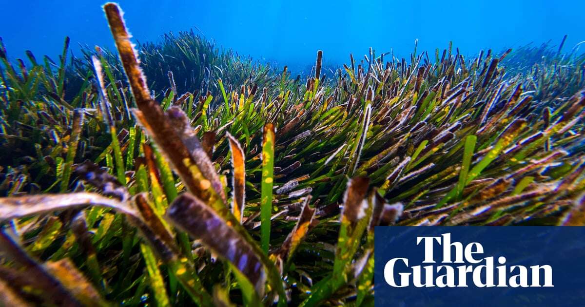 Is the ocean becoming too acidic to sustain life? – podcast