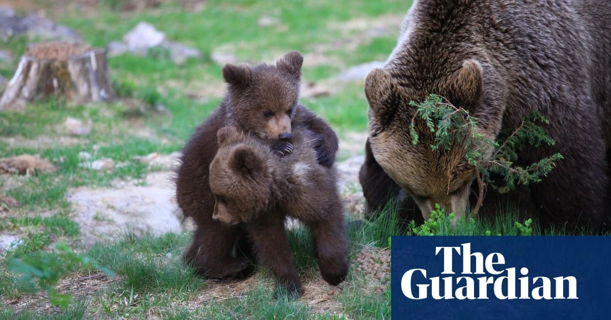 The week in wildlife – in pictures: hugging bear cubs, quarrelling birds and London goslings