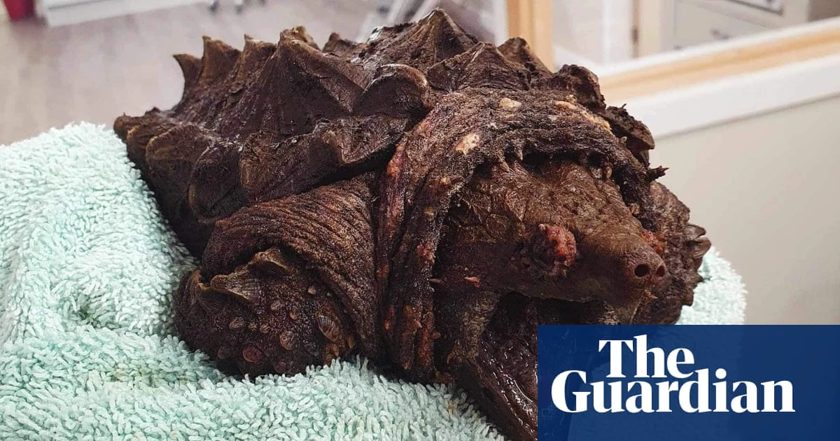 The week in wildlife – in pictures: a bone-crunching turtle, golfing giraffes and goofy gorillas