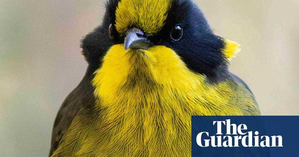 Helmeted honeyeaters return to Cardinia in Victoria for first time since 1983’s Ash Wednesday bushfires
