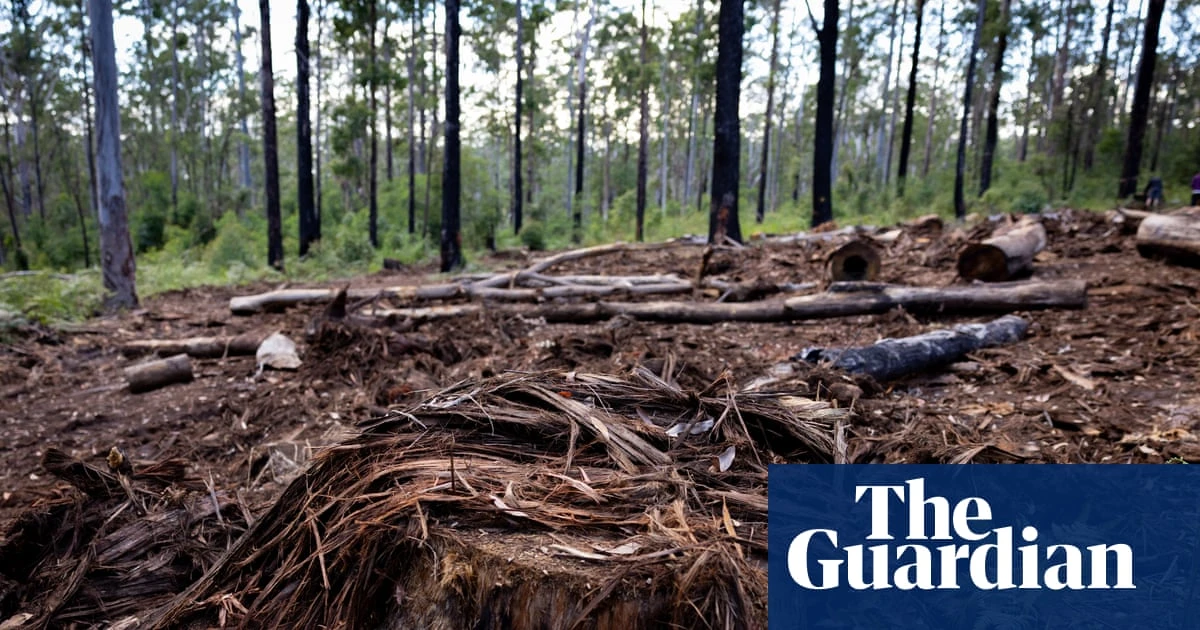 Queensland land clearing figures show state remains ‘deforestation capital of Australia’, conservationists say