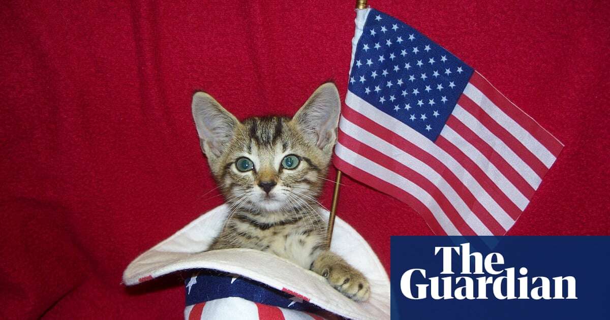 Feline frenzy: could cats swing the US election?