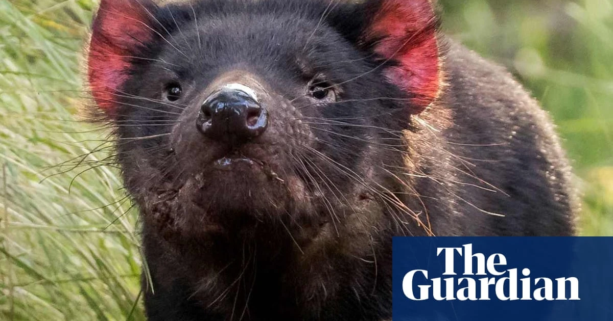 ‘Really amazing’: joy as 10 Tasmanian devil joeys emerge from Australia’s biggest mainland breeding program