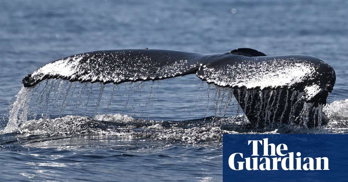 Humpback whale makes record journey of more than 13,000km from South America to Africa