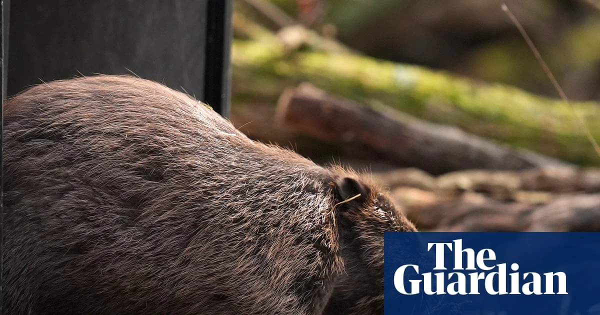 Scheme to release beavers into wild in England has stalled, say nature experts
