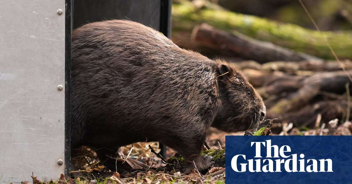 Why are beavers being released into England’s rivers? What you need to know