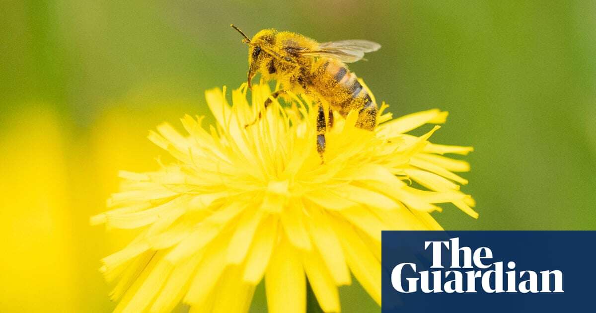 High fertiliser use halves numbers of pollinators, world’s longest study finds