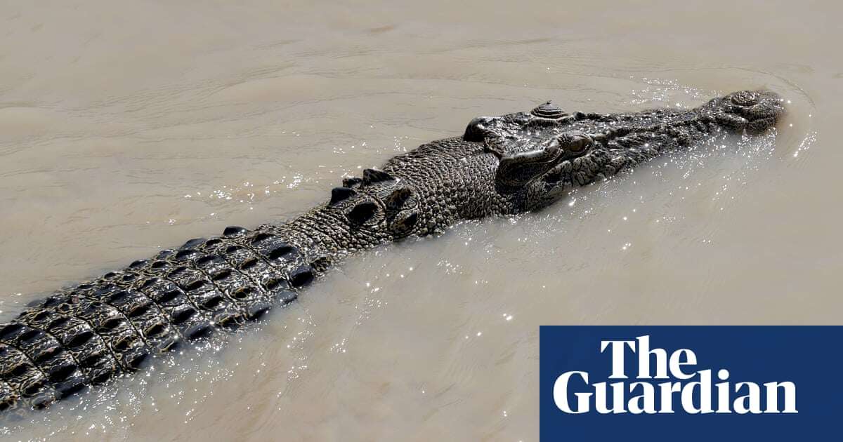 ‘Lovely gentle dinosaurs’: Brisbane 2032 Olympic rowing may be held in saltwater crocodile habitat