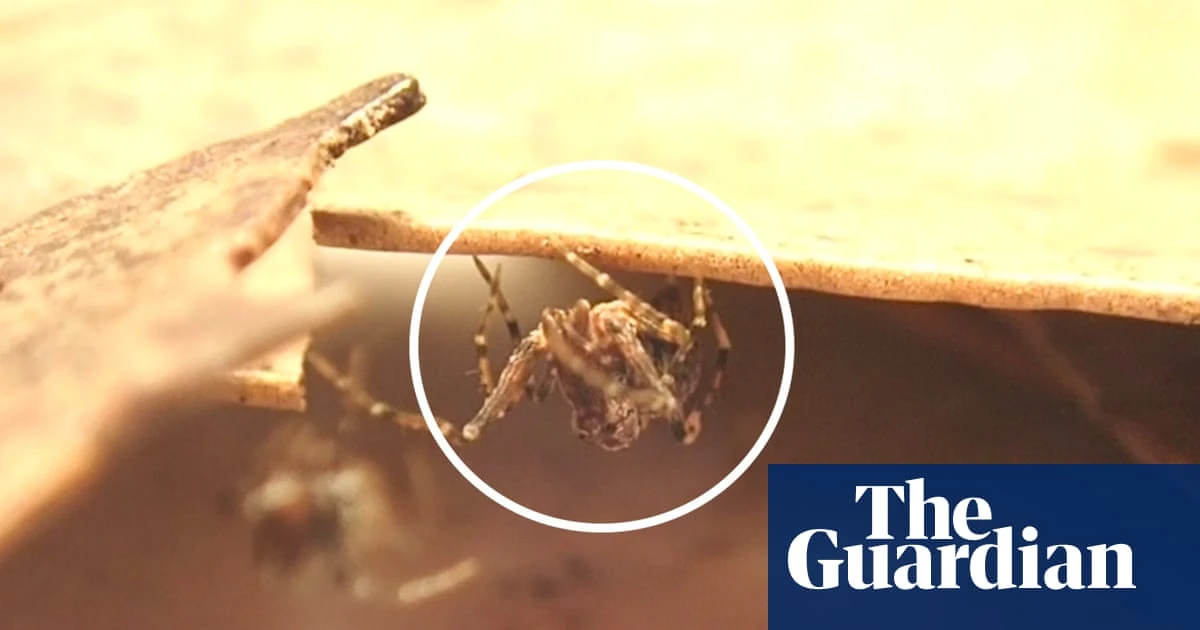 150 million years old and critically endangered: assassin spider stalks its prey – video