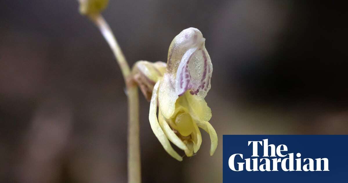 ‘Holy grail’ ghost orchid rediscovered in UK for the first time since 2009