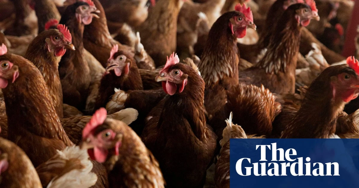Extreme heat may be crucial factor in human spread of bird flu