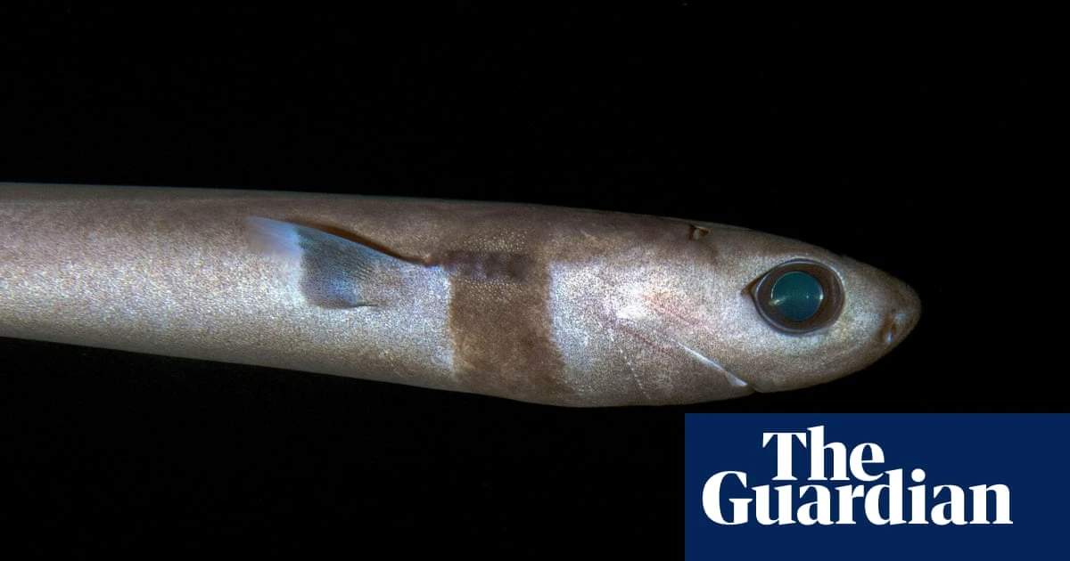 I’m obsessed with deep sea sharks: their bioluminescent spots are just visible in the pitch black environment they live in