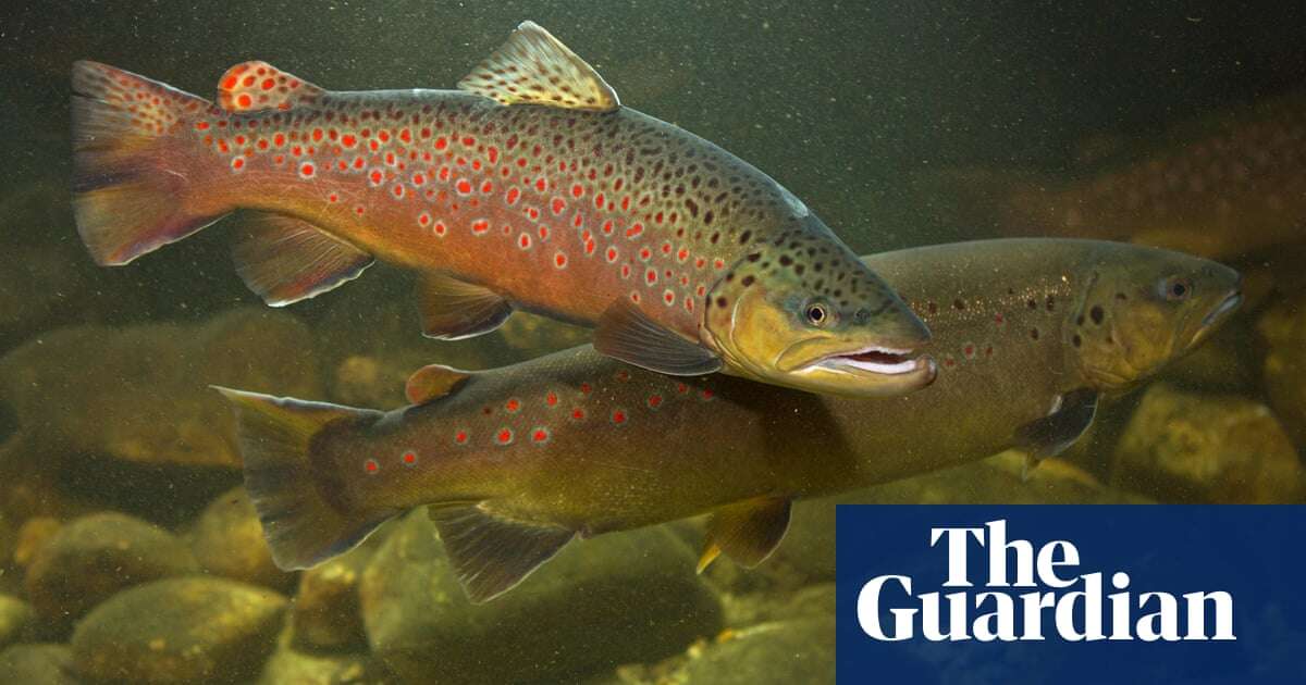 Britain’s favourite fish at risk of wipeout within decades, predicts report