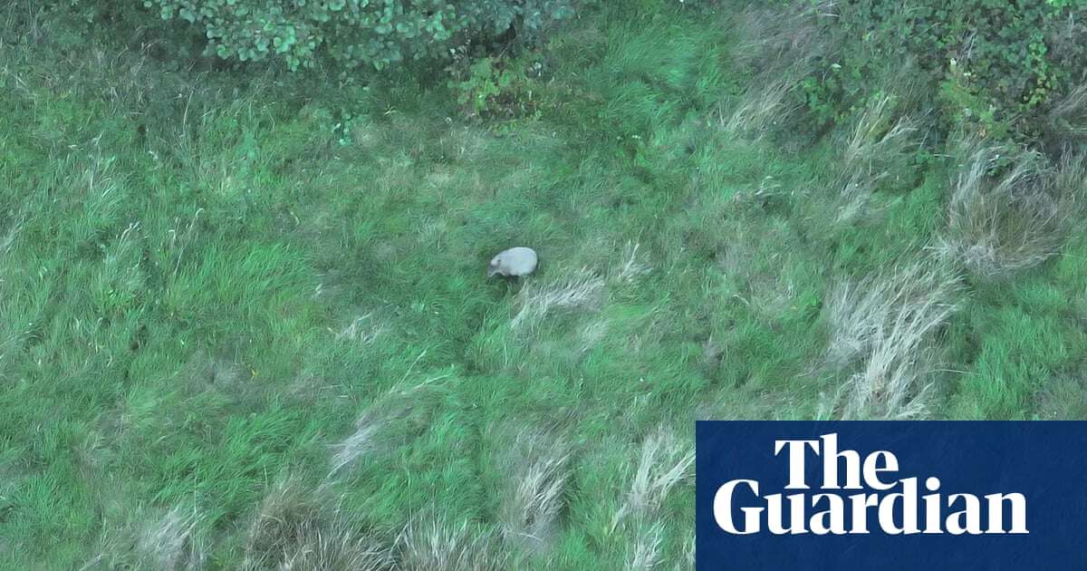 Stop that capybara! Search party uses drone to spot rodent that fled British zoo