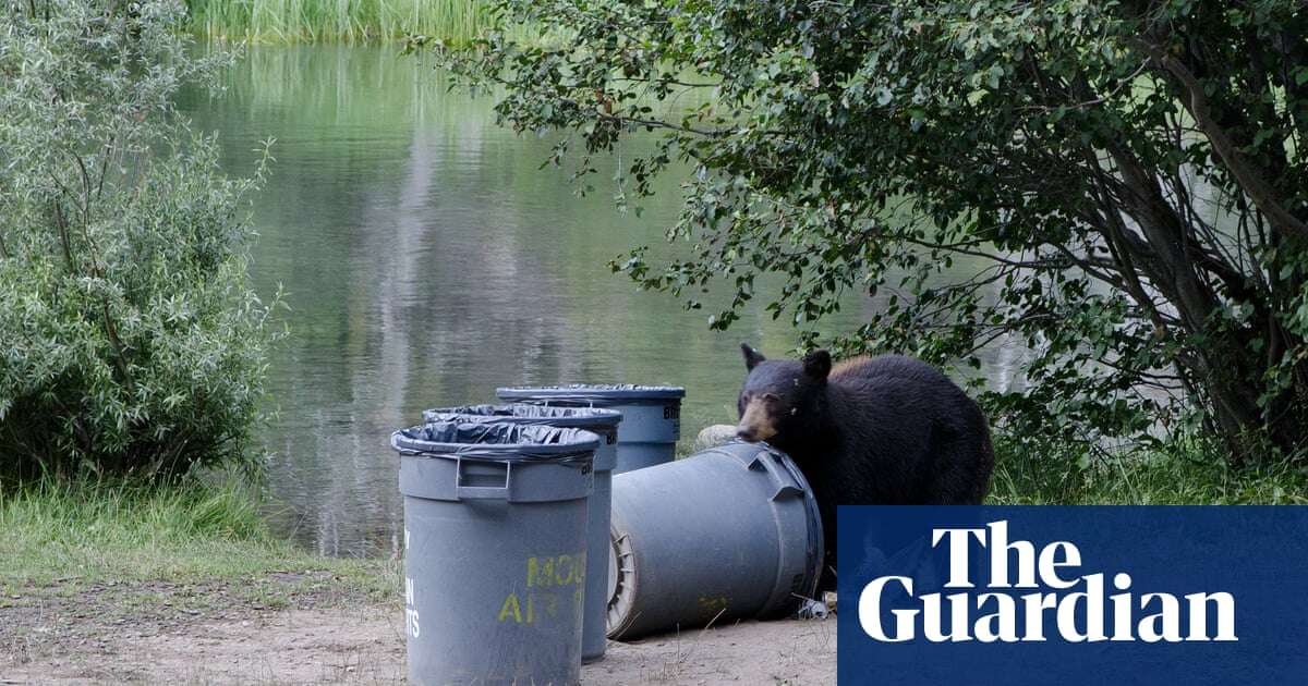 California bears make themselves at home as humans build closer to nature