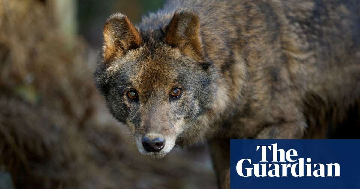 Spanish parliament vote on cutting food waste will end ban on wolf hunting