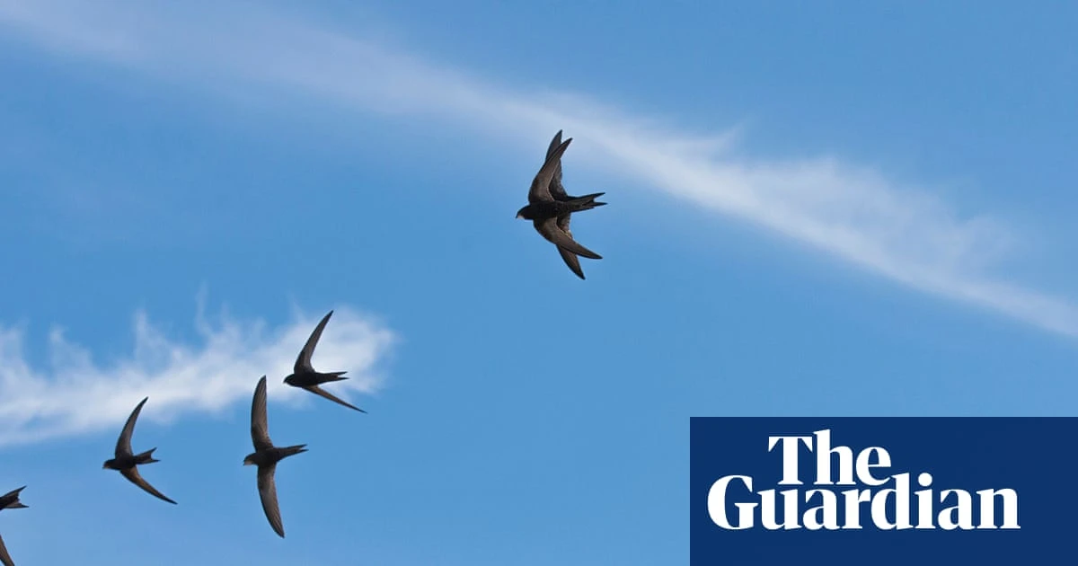 Migrating swifts loyally return every year to nests in buildings, study finds