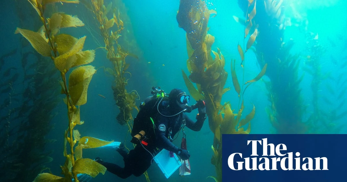 ‘The forgotten forest’: how smashing 5.6m urchins saved a California kelp paradise