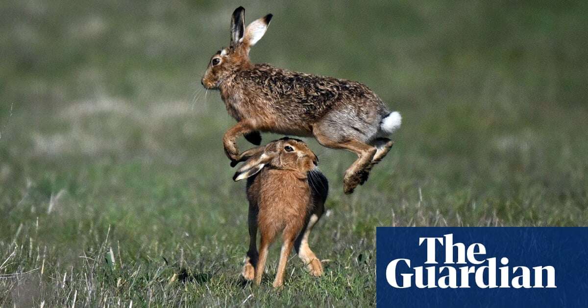 Week in wildlife: March hares, a dreaming dormouse and the first chicks of spring