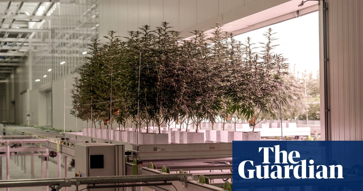 A greener weed: the UK firm growing carbon-neutral cannabis