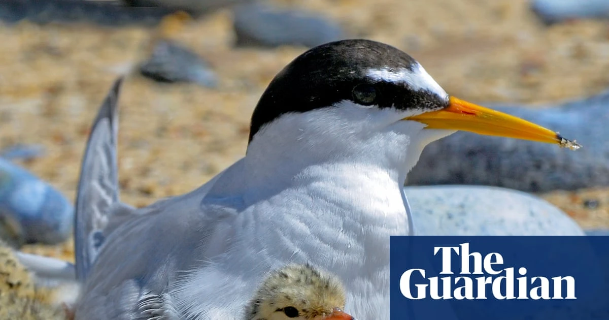 Big gains for little terns: how Lindisfarne reserve is helping a rare bird survive tourism