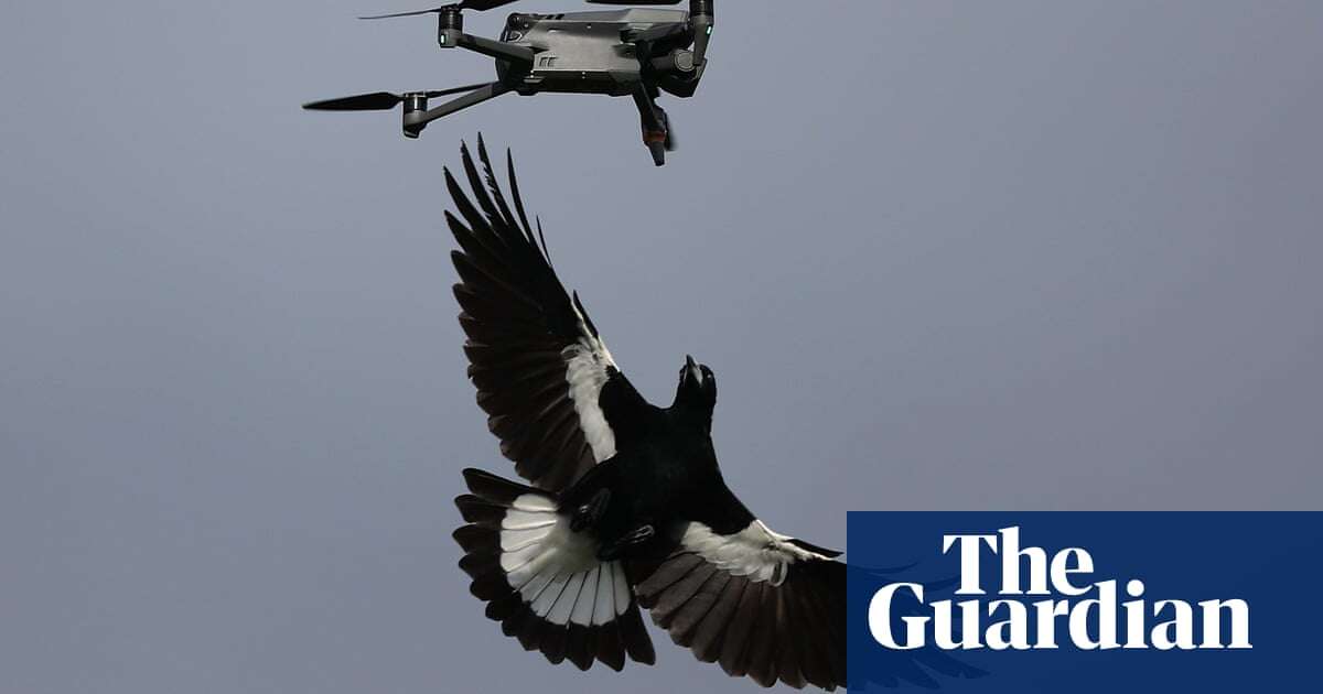 Australia’s magpie swooping season is here – but they aren’t the only birds to watch out for